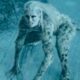 Wonder Woman 1984, Cheetah